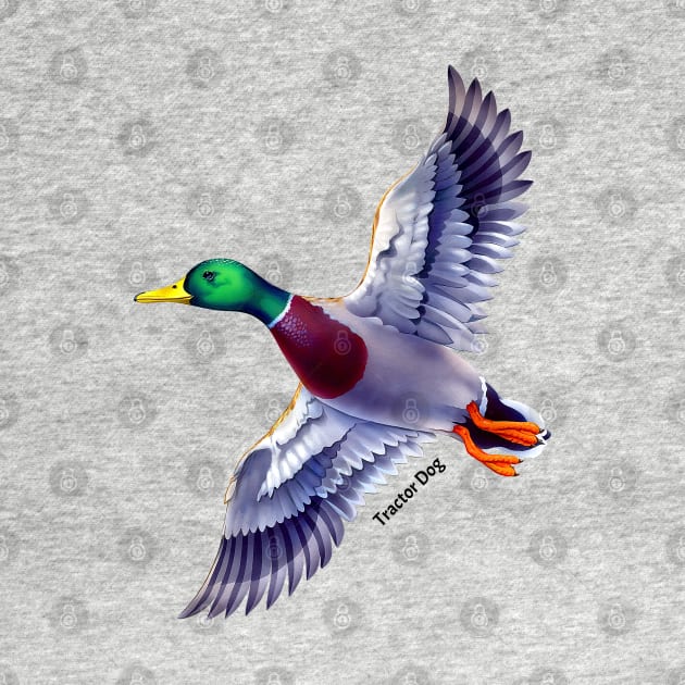 Flying Mallard by tractordog